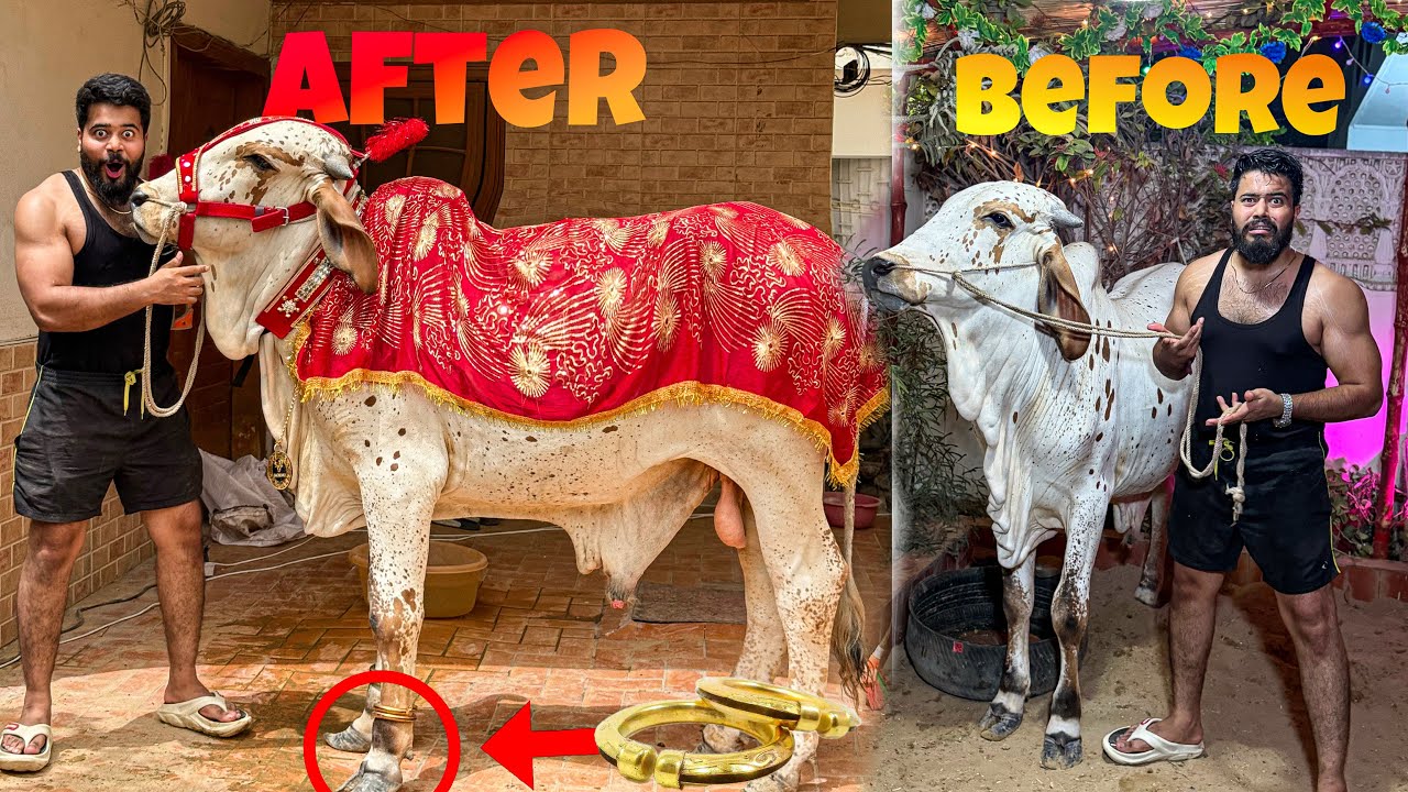 MY COW LIVING LIKE A KING 😍| WEARING GOLD JEWELLERY 😳 | SYED FAHAD