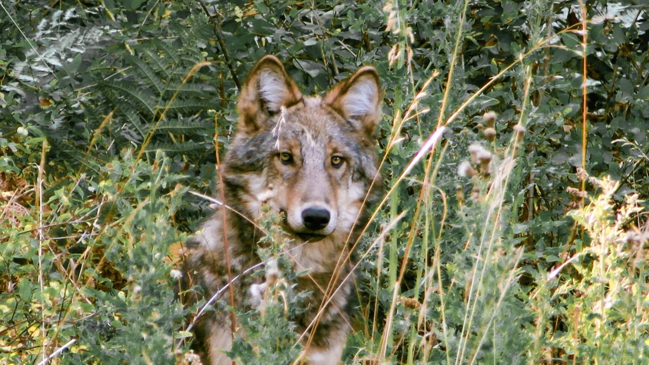Wolf Pups Seen in the Wild | Expedition Wolf | BBC Earth