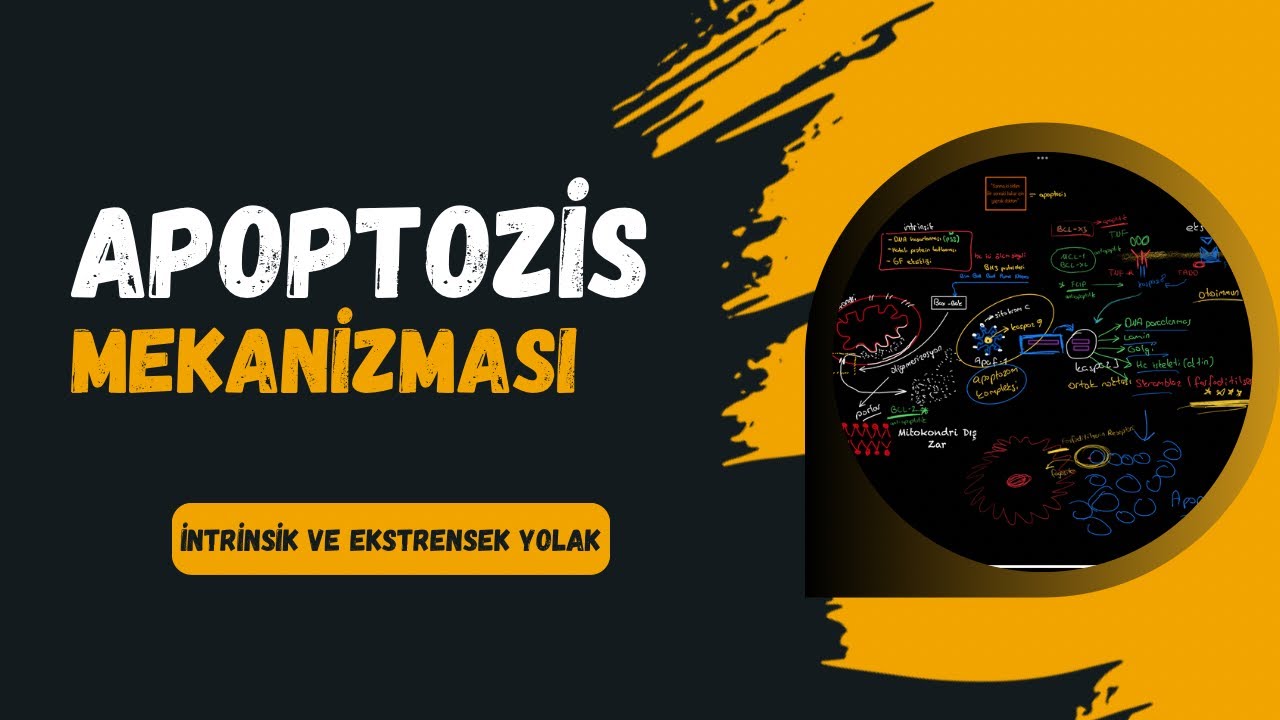 Apoptozis Mekanizması / İntrinsik ve Ekstrensek yolaklar #hücre #apoptosis #tıp #biyoloji