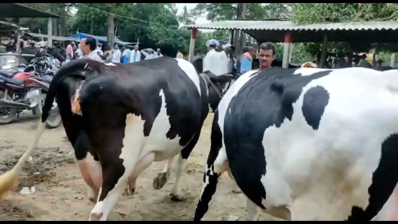 🔥 two hf cow in Jarua mandi hajipur Bihar top cow 20 litter plus milk ( 9060866222 )👈July 19, 2022