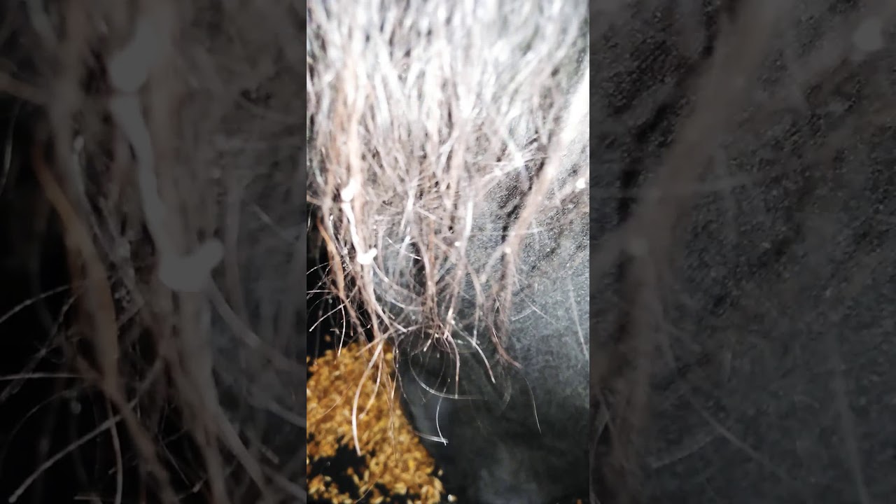 Horse eating grain and hay ASMR