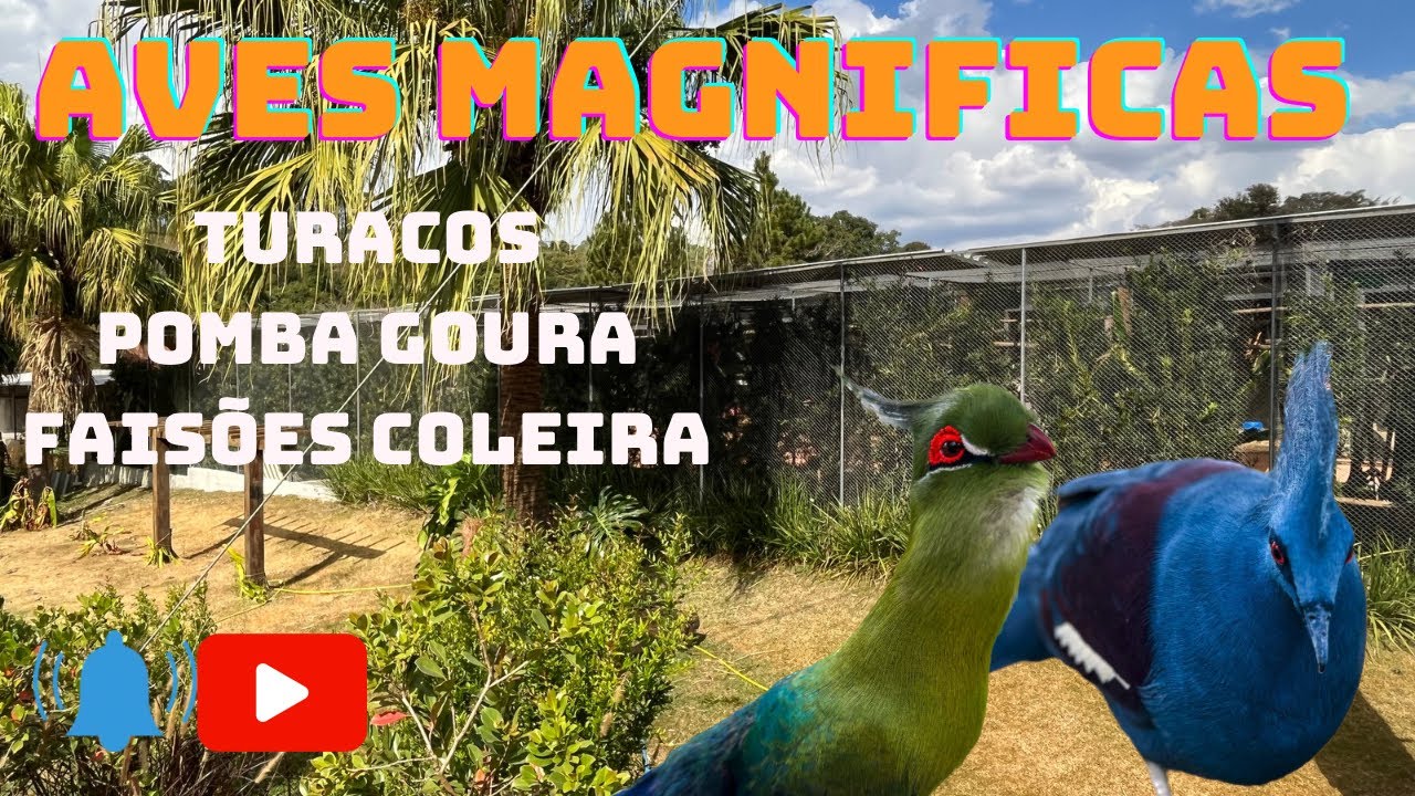 Turacos, Pomba Goura, Mutações e sub-espécies dos faisões Colchicus (coleira).