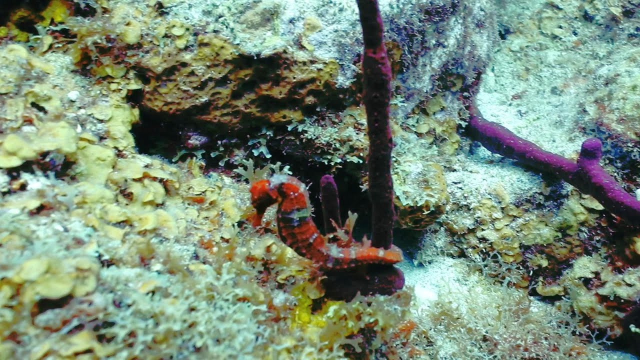 Seahorse 27 2 25