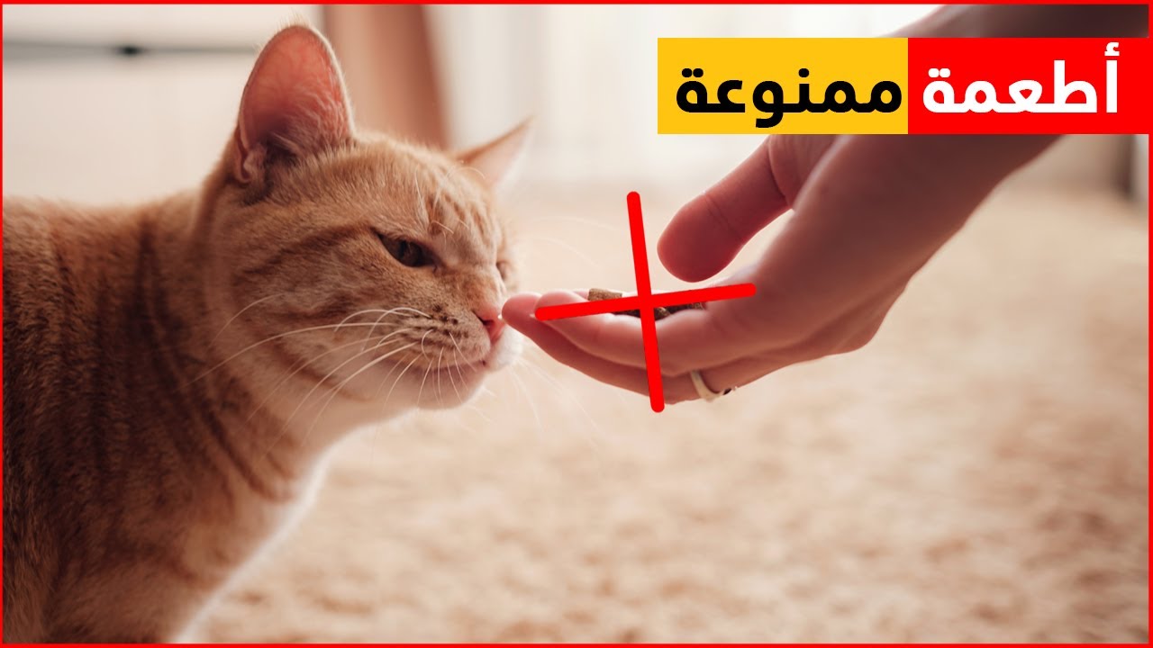 حذاري إطعام قطتك هذه الأشياء