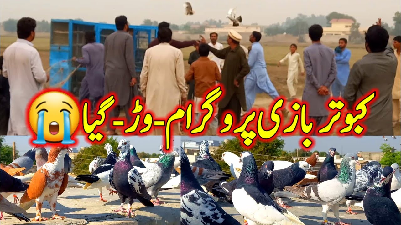 Kabutar Bazi Program War Giya 😭  | Kabootar Bazi Pakistan | Fancy Pigeon Race video |