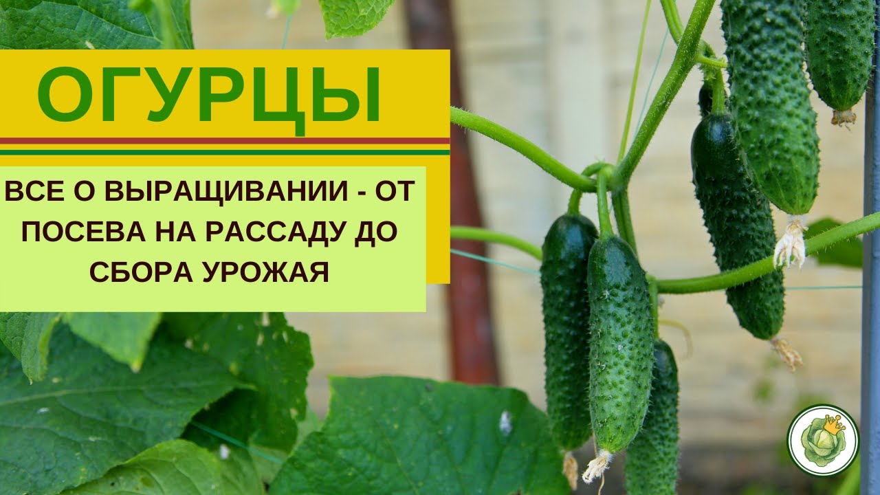Все о выращивании  огурцов - от посева на рассаду до сбора урожая