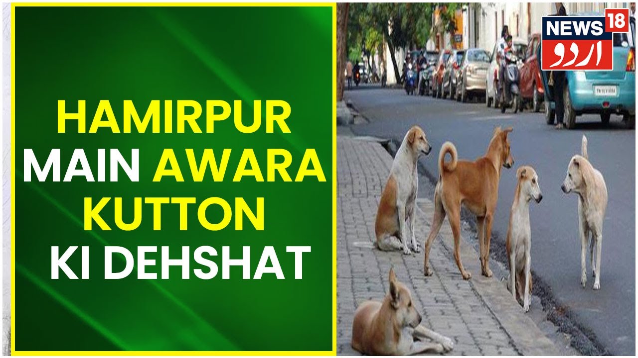 Himachal Pradesh: Hamirpur Main Awara Kutton Ki Dehshat | Hamirpur City | News18 Urdu