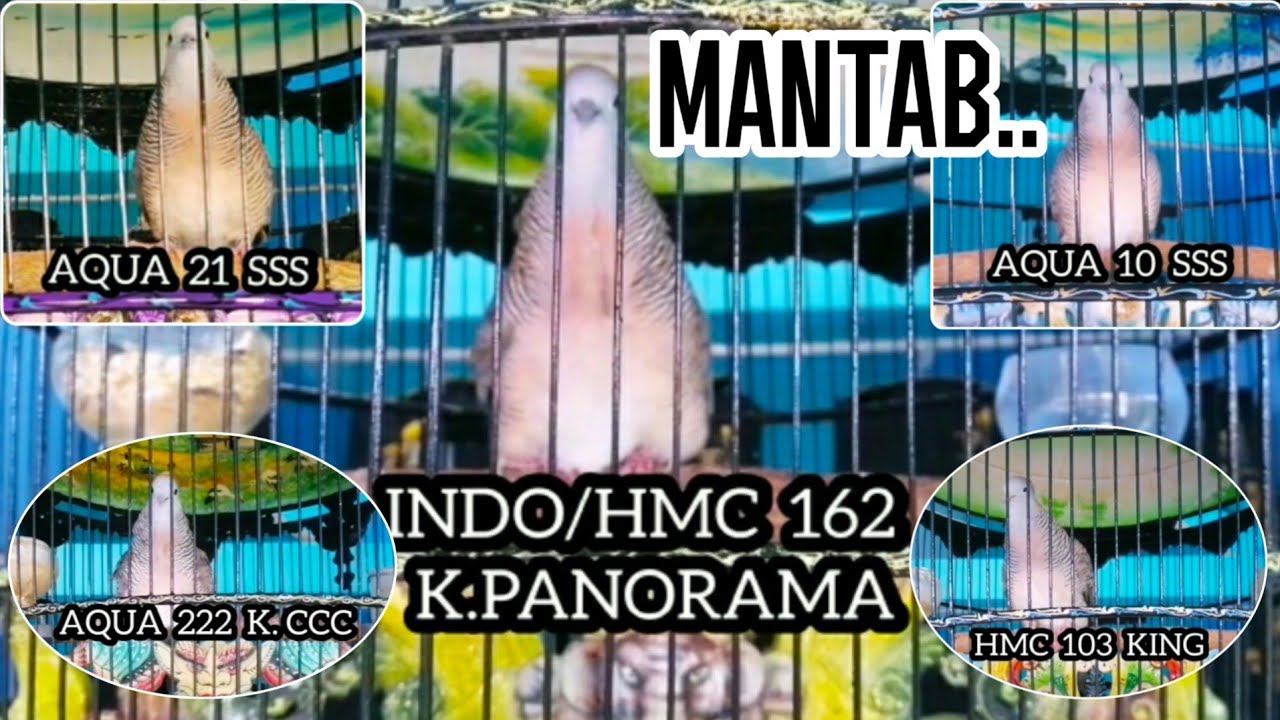 20 PERKUTUT BANGKOK SUARA ISTIMEWA PRODUK AQUA & HMC BIRD FARM