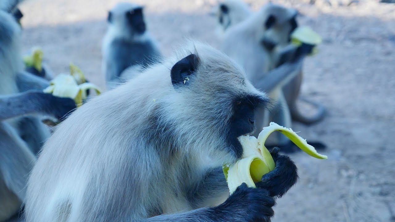 Langur Monkey Eating Banana || Monkeys Eating Bananas || Hanuman Bandar || लंगूर बंदर || मंकी वीडियो