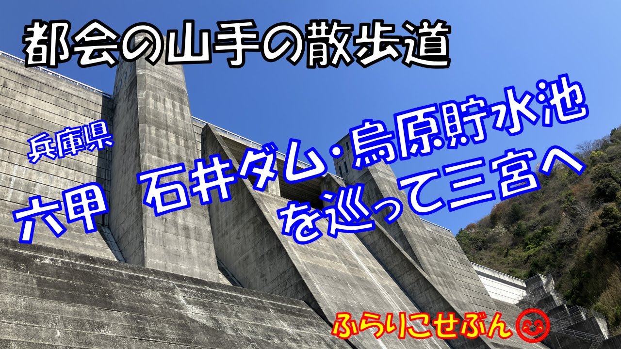 【六甲 石井ダム・烏原貯水池】山登り無し！下り坂のみ楽々お花見ハイキング