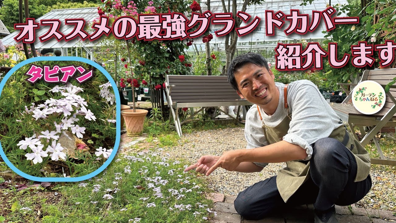 最高のグランドカバー「タピアン」を知ってますか？