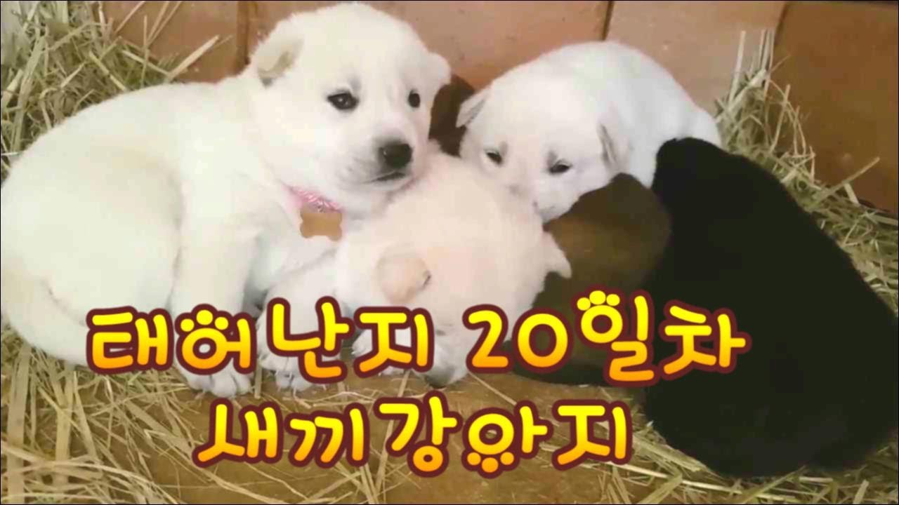 진돗개 생후20일 째 장난치는 새끼강아지
