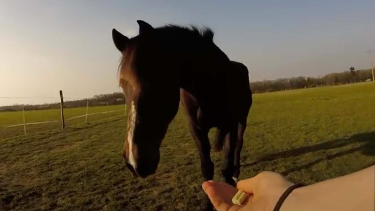 QUOTIDIEN | 1er essaie de la GoPro : tournée du soir