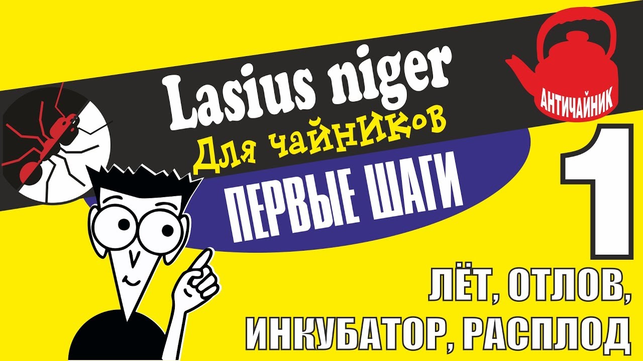 Муравьи Lasius niger для ЧАЙНИКОВ! КОЛОНИЯ С НУЛЯ!
