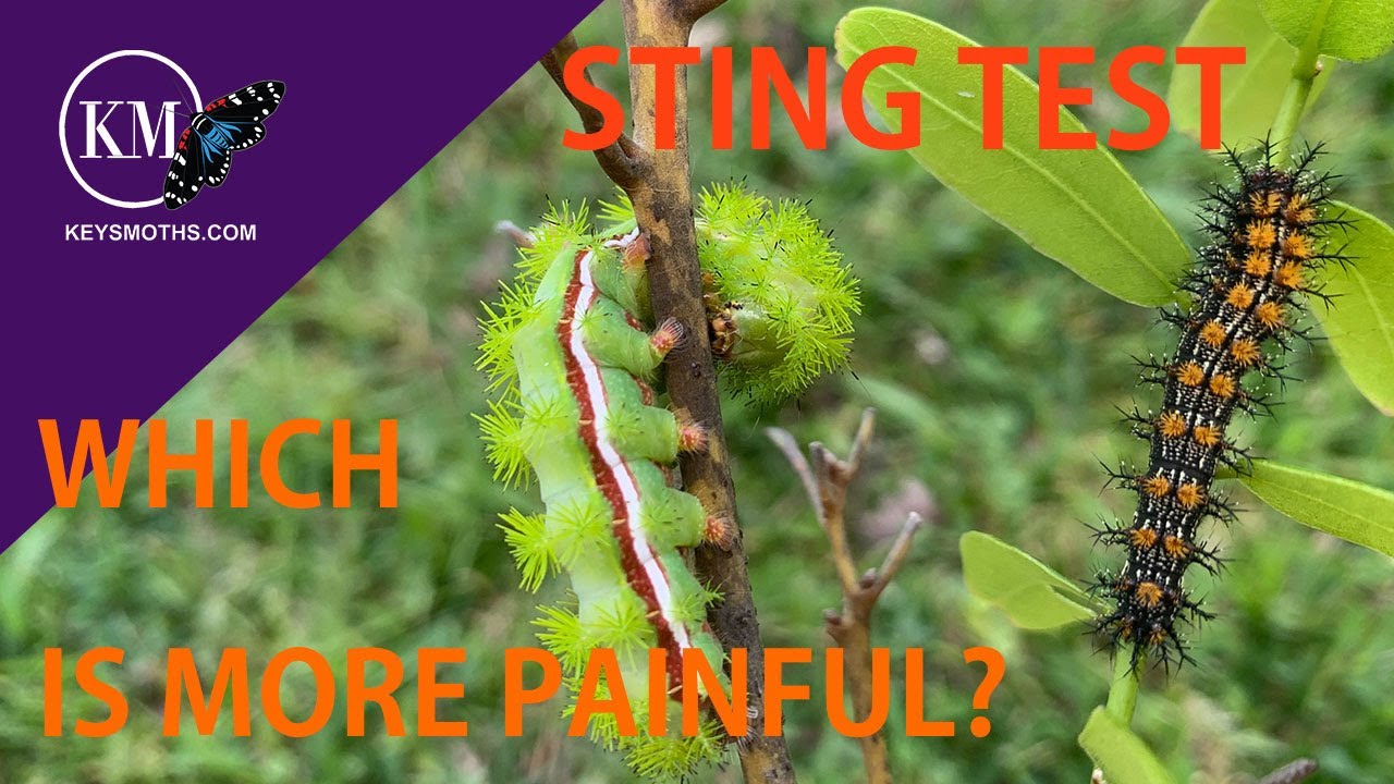 STING TEST!!   WHICH HURTS MORE? IO MOTH OR BUCK MOTH CATERPILLAR?