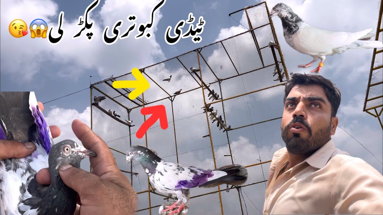Teddy Madi pakar lie white eyes full end hue😱🥰/||aj 2 kabootar pakar lie 