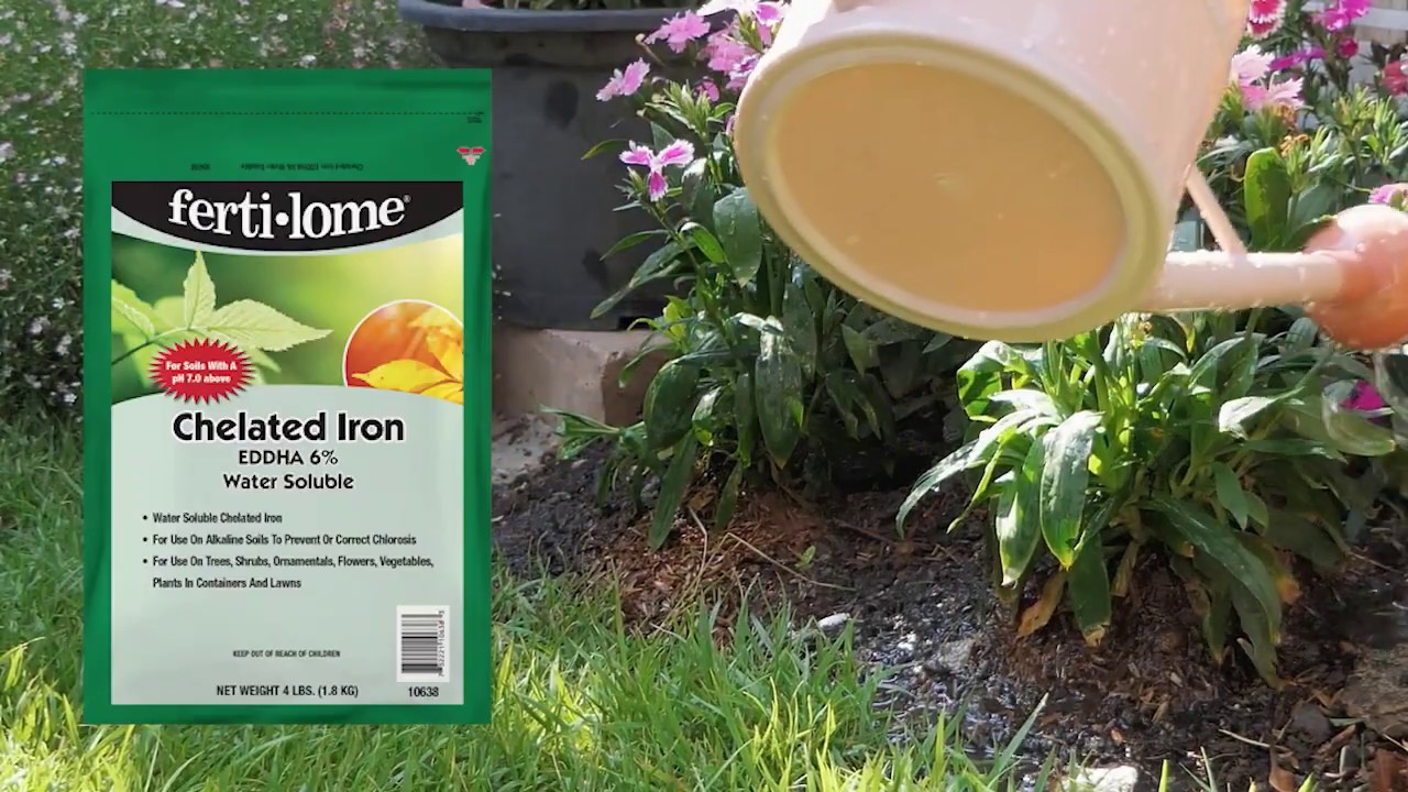 fertilome Chelated Iron EDDHA 6%