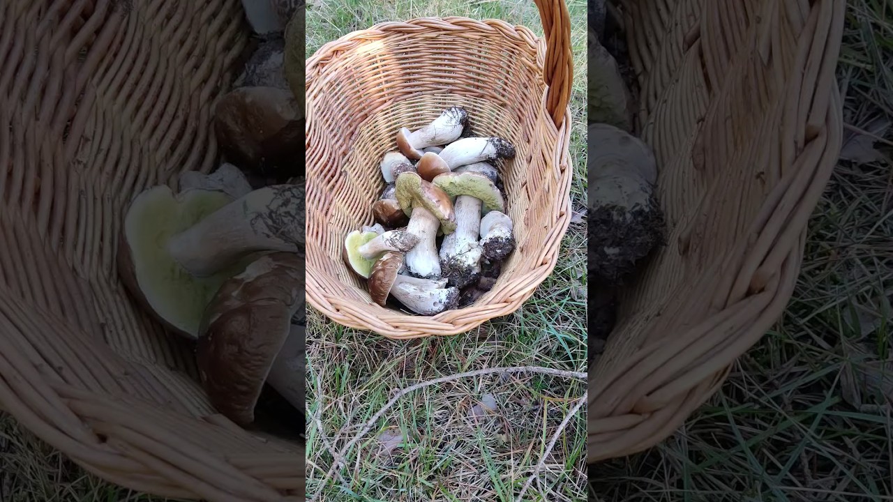 &iexcl;&iexcl;BROTADA EPICA BOLETUS EDULIS!!