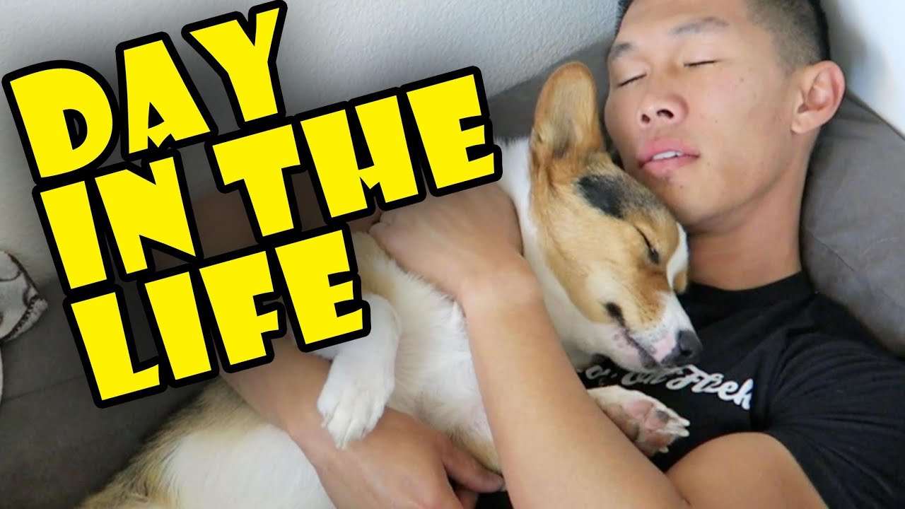 APARTMENT LIFE w/a HAPPY CORGI || Daily Routine - Life After College: Ep. 500