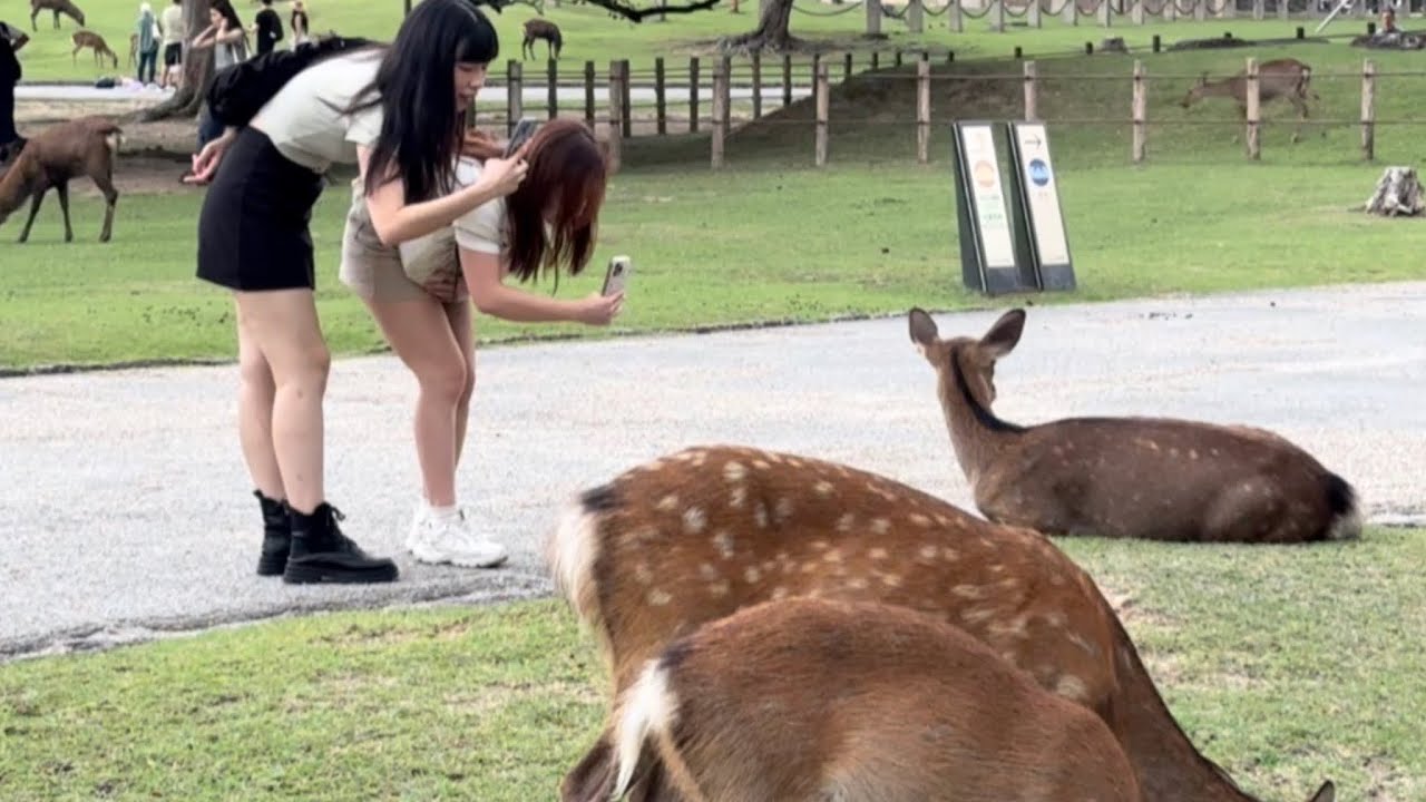 凍える冬の奈良🦌公園で神鹿に餌やり俺に頭下げまくっ#narapark #naraparkjapan 