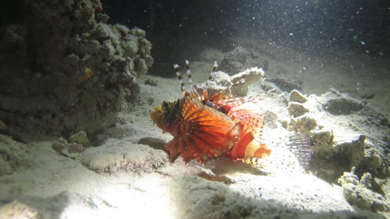 Barefoot Manta Island