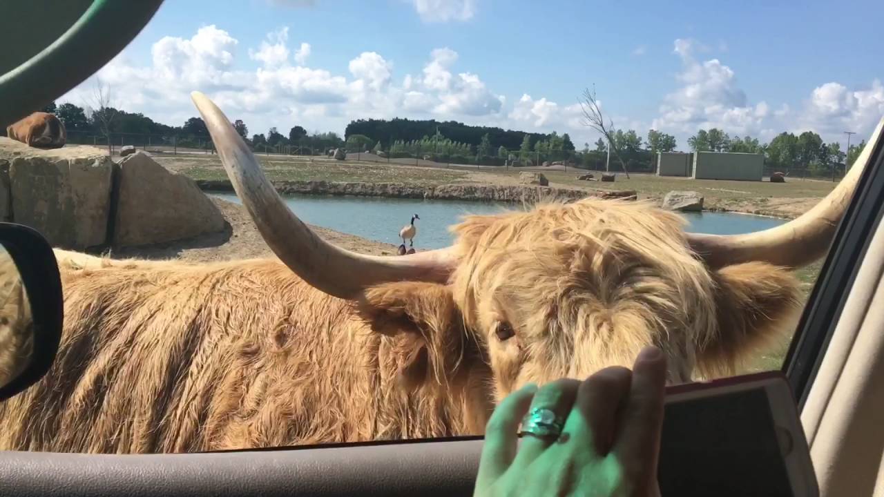 Our hilarious trip to the African Safari Wildlife Park in Port Clinton, Ohio by the Crafty Kidz