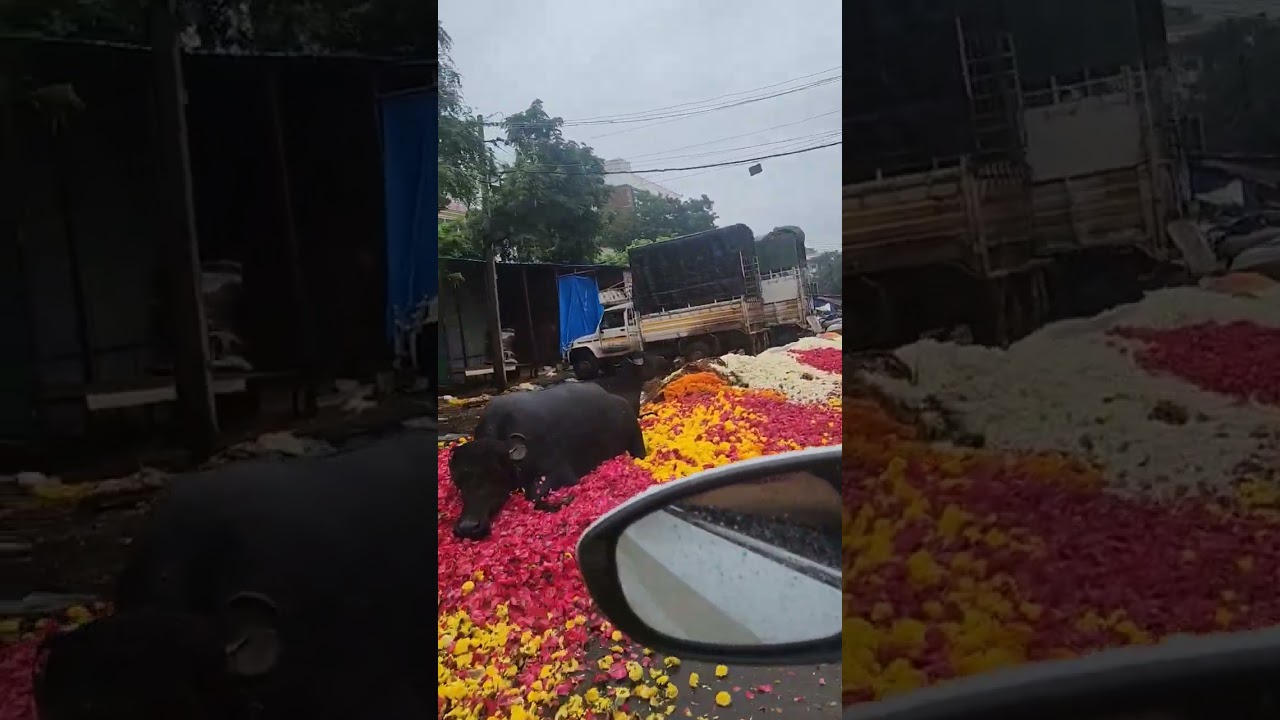 Today Flower market😞🥺 #Gudimalkapur#