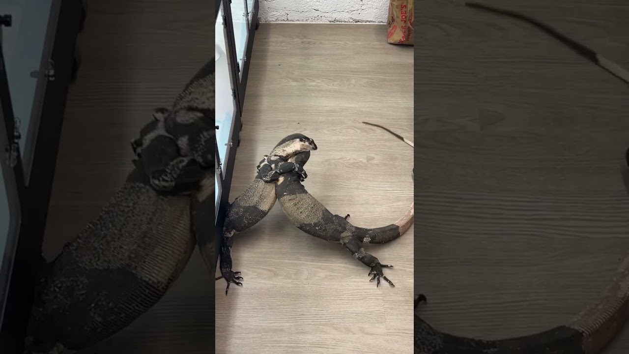 So here is an example on how even female Lace monitors can be dominate to the male. 😬
