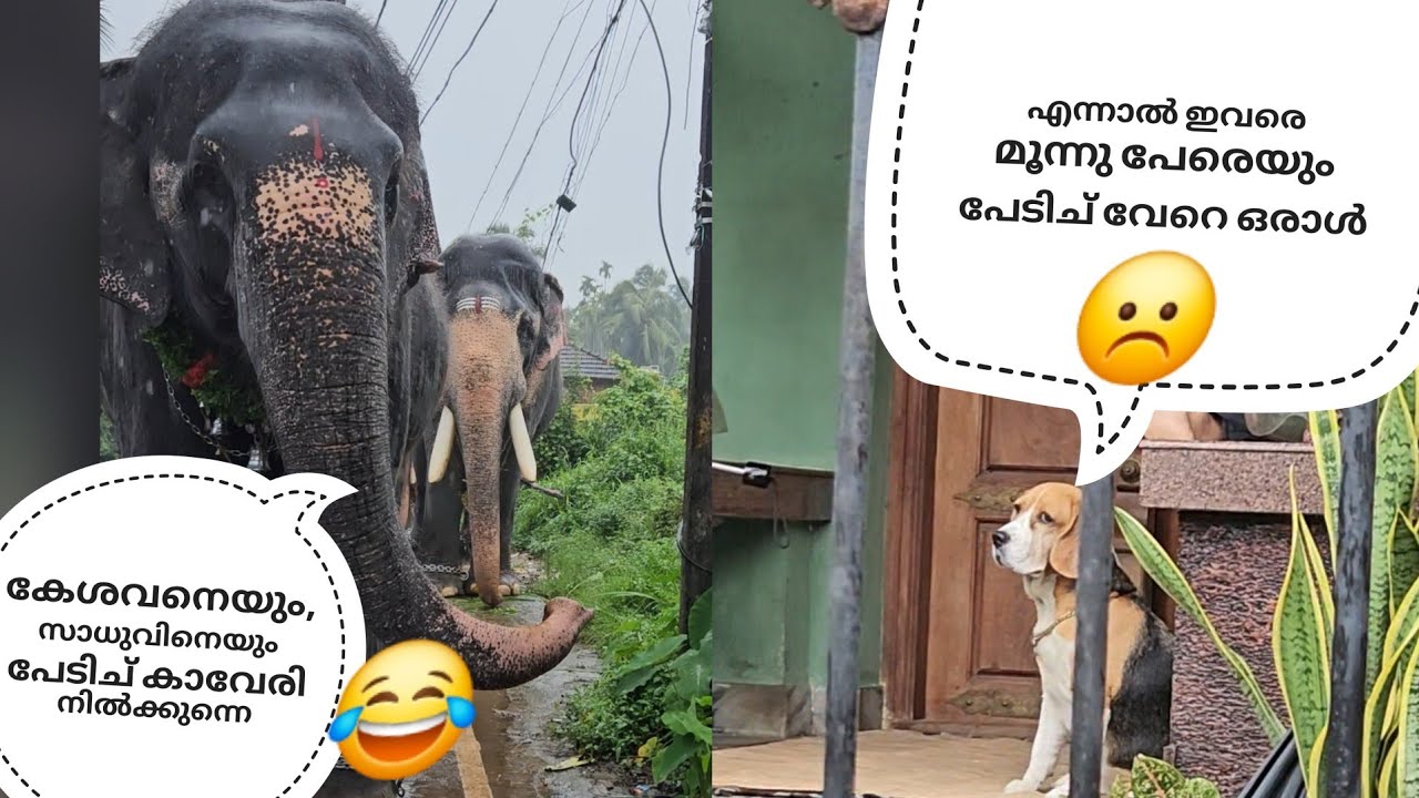 കാവേരി:-ഇങ്ങനെ ഒരു കുരുക്ക് കുടുക്കാൻ ആണ് വരുന്നത് എന്ന് അറിഞ്ഞില്ല ഞാൻ😂, എങ്ക പാത്താലും ഇവൻ 🤣കേശവൻ 