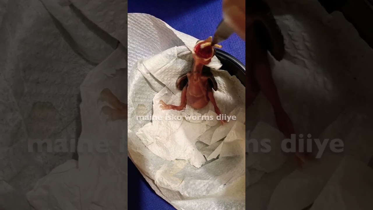 Indian BulBul Hatchling Care 