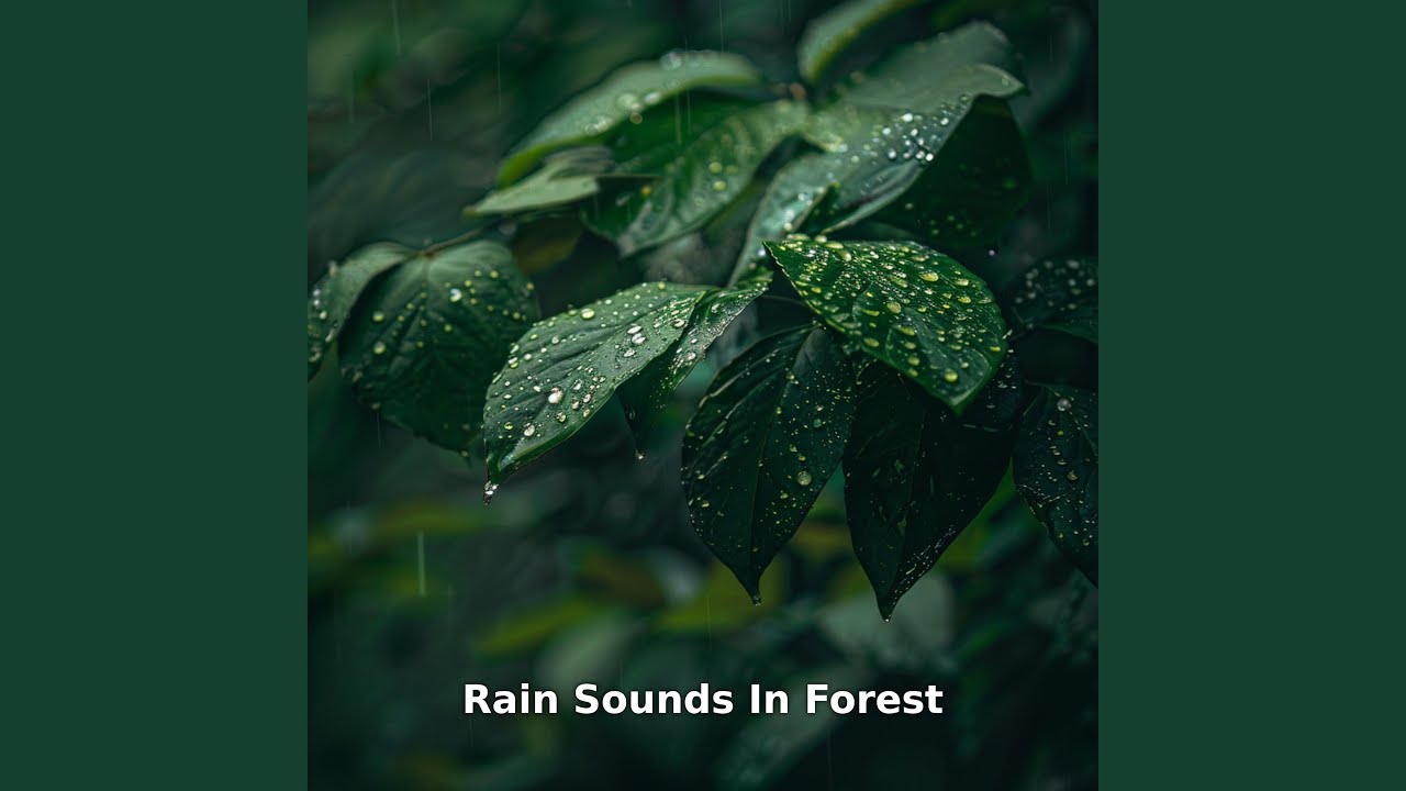 Rainy Forest Day, Pt.16