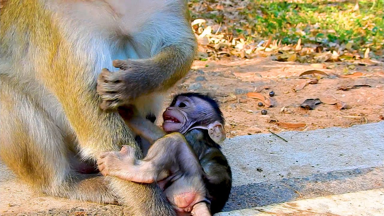 Baby Asking Milk Mama