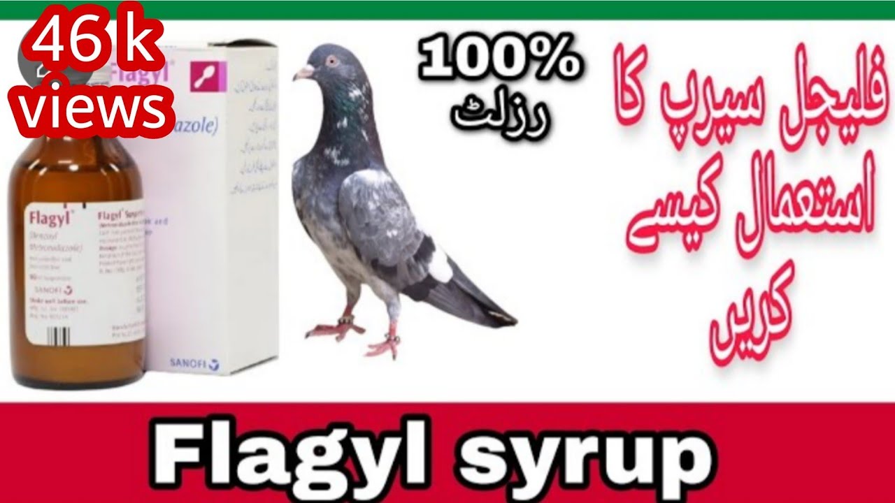 How to use flagyl syrup for pigeons.Majid pigeon care