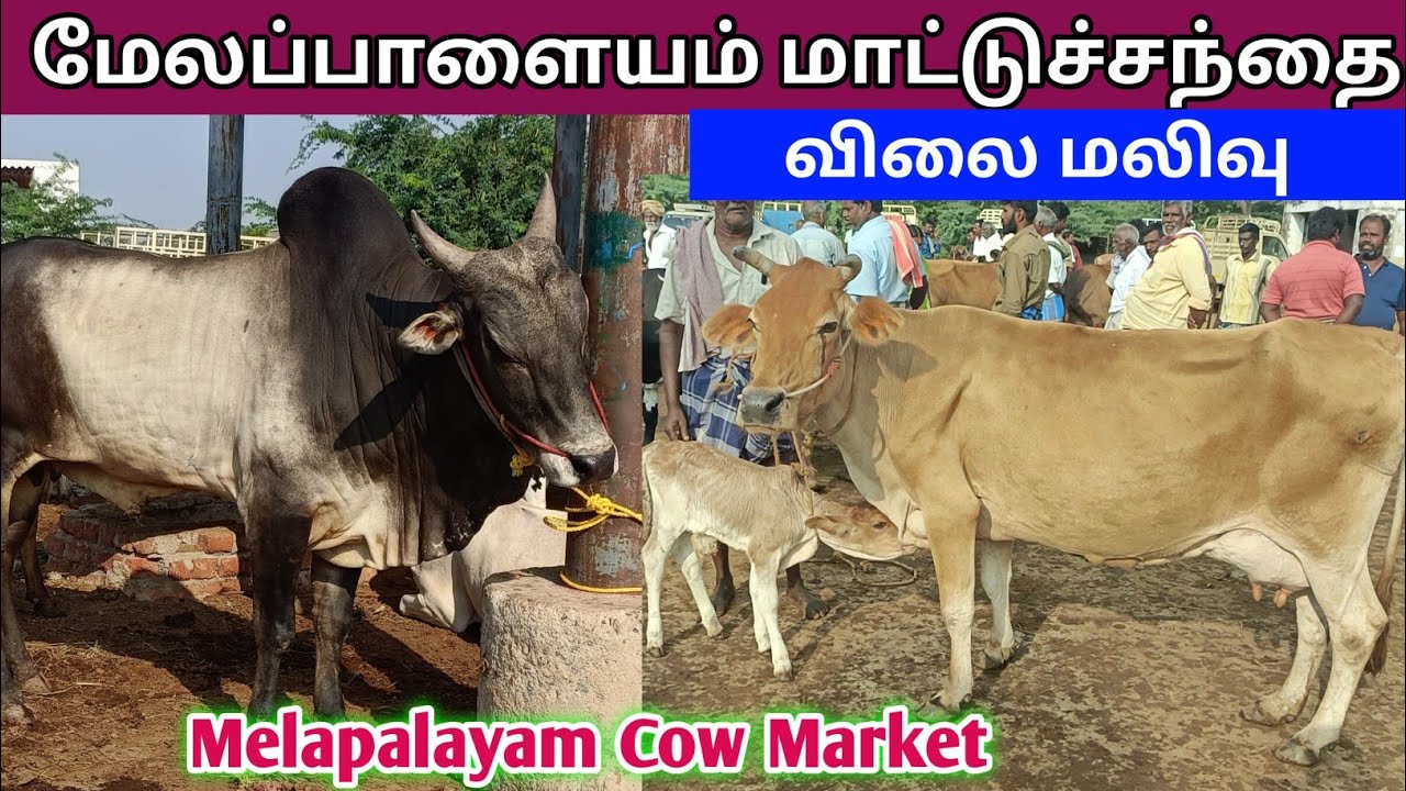 10 - 3 - 2025 | மேலப்பாளையம் மாட்டுச்சந்தை | Melapalayam Cow Market | Cow Market | kalnadaithola