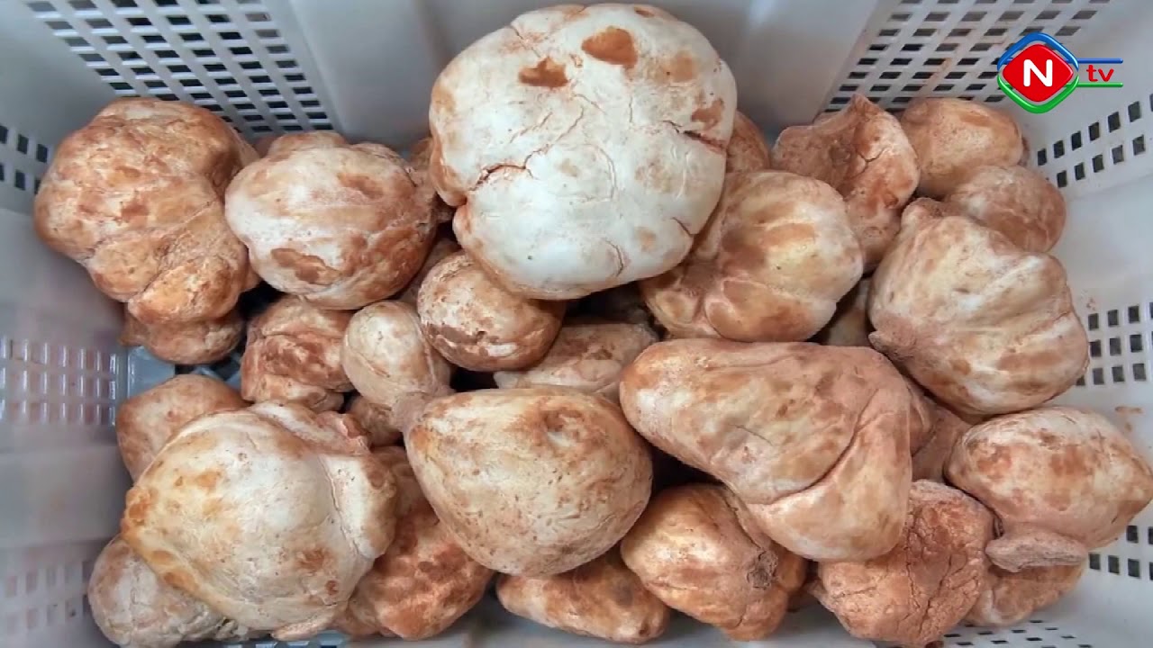 Tryufel və ya 