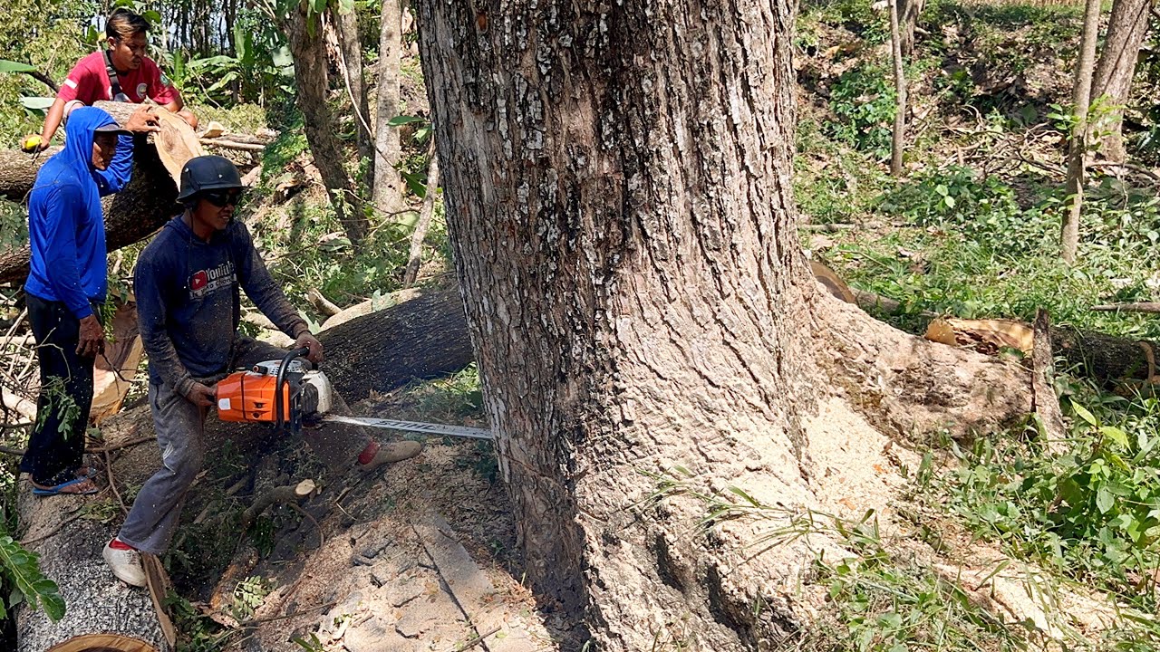 Cut down Dangerously leaning tree on the riverbank ‼️