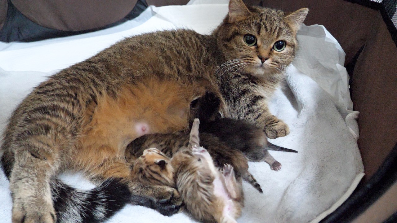 After getting weighed, the adorable kitten drinks its mom's milk with amazing speed...