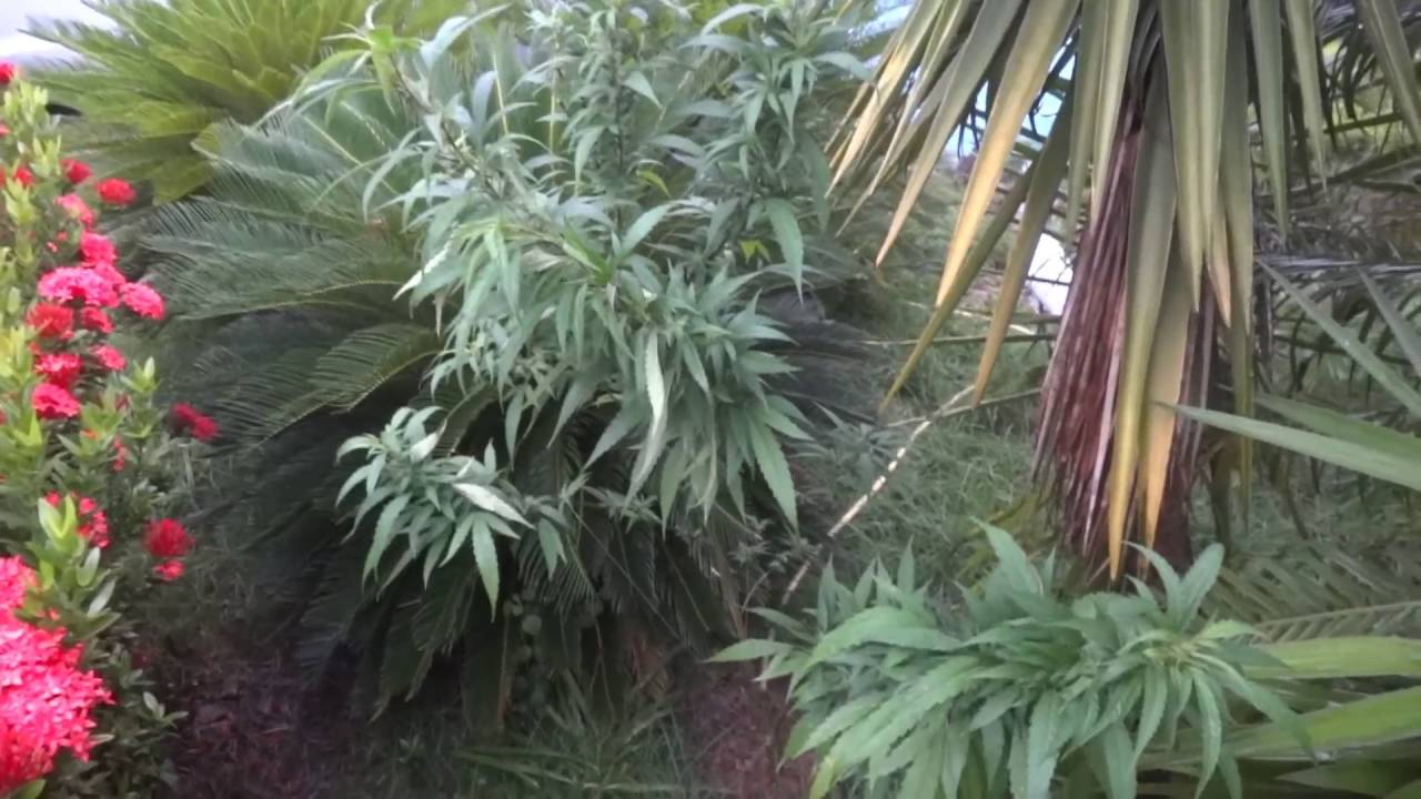 #4 - Cannabis Indica/Sativa 01/08/2016