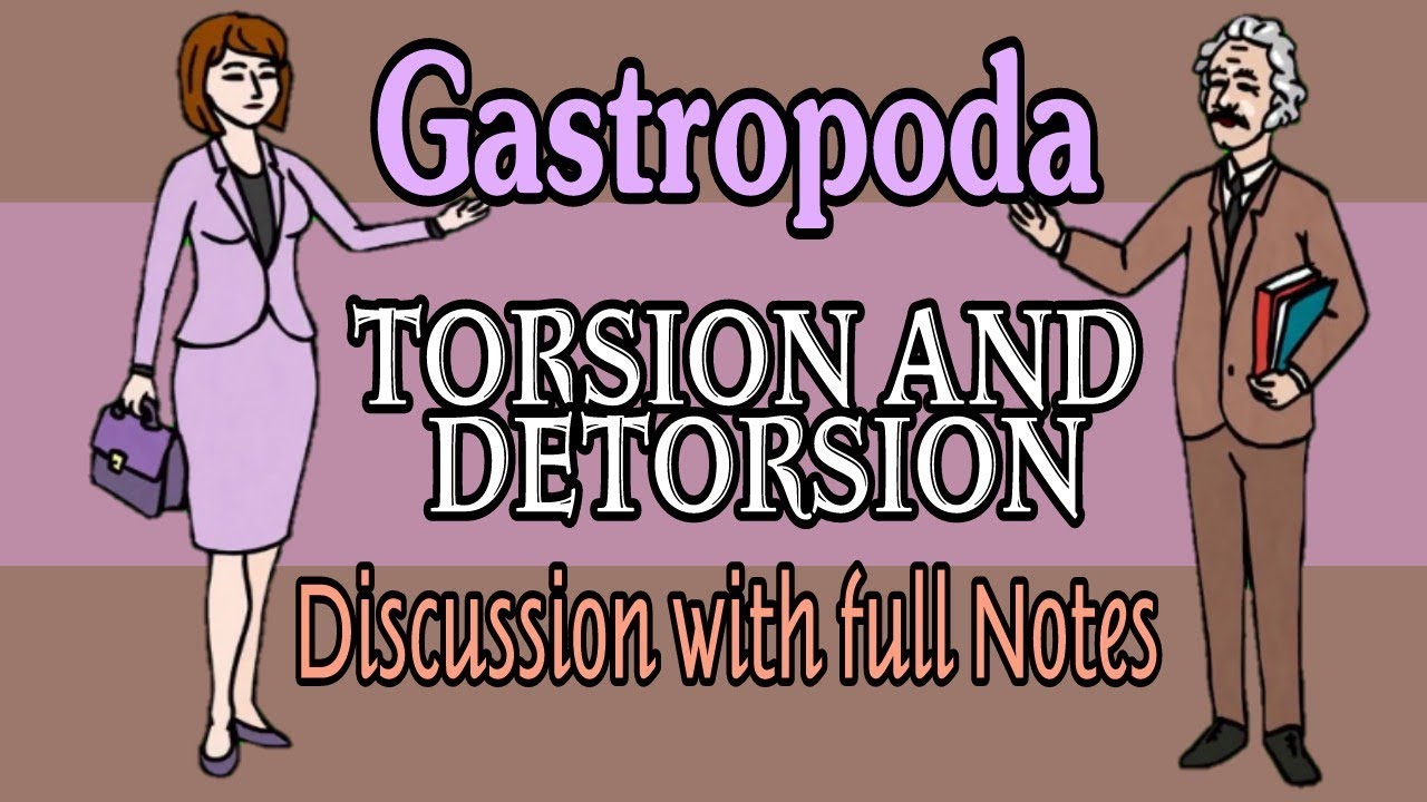 Gastropoda ||Torsion & Detorsion|| |Full Notes With Discussion|