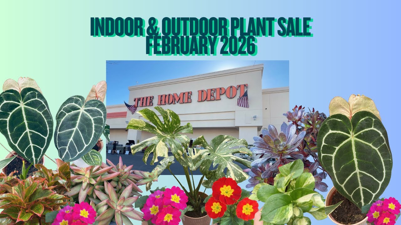 Shop With Me @ Home Depot Great Deals On Indoor & Outdoor Plants 🪴#plants #houseplants #garden