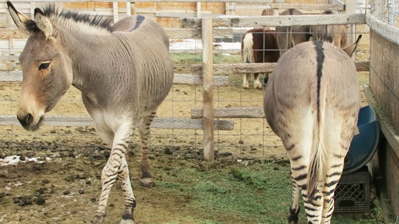 Zebra Donkey? ❄ Vlogmas 2015 (Day 4)