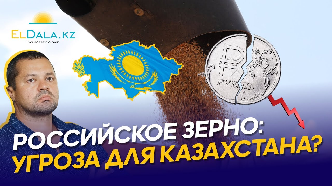 Россия вытесняет казахстанскую пшеницу из Средней Азии: что делать аграриям?
