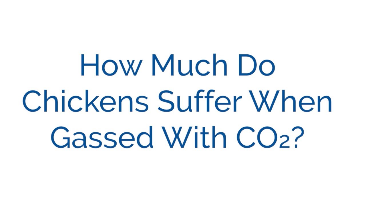 How Much Do Chickens Suffer When Gassed With CO2?
