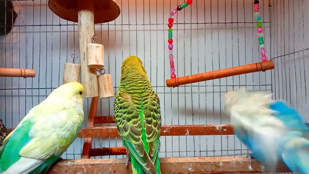 12 Hr If your budgies don’t chirp, playing this video will help lonely birds start to chirp.