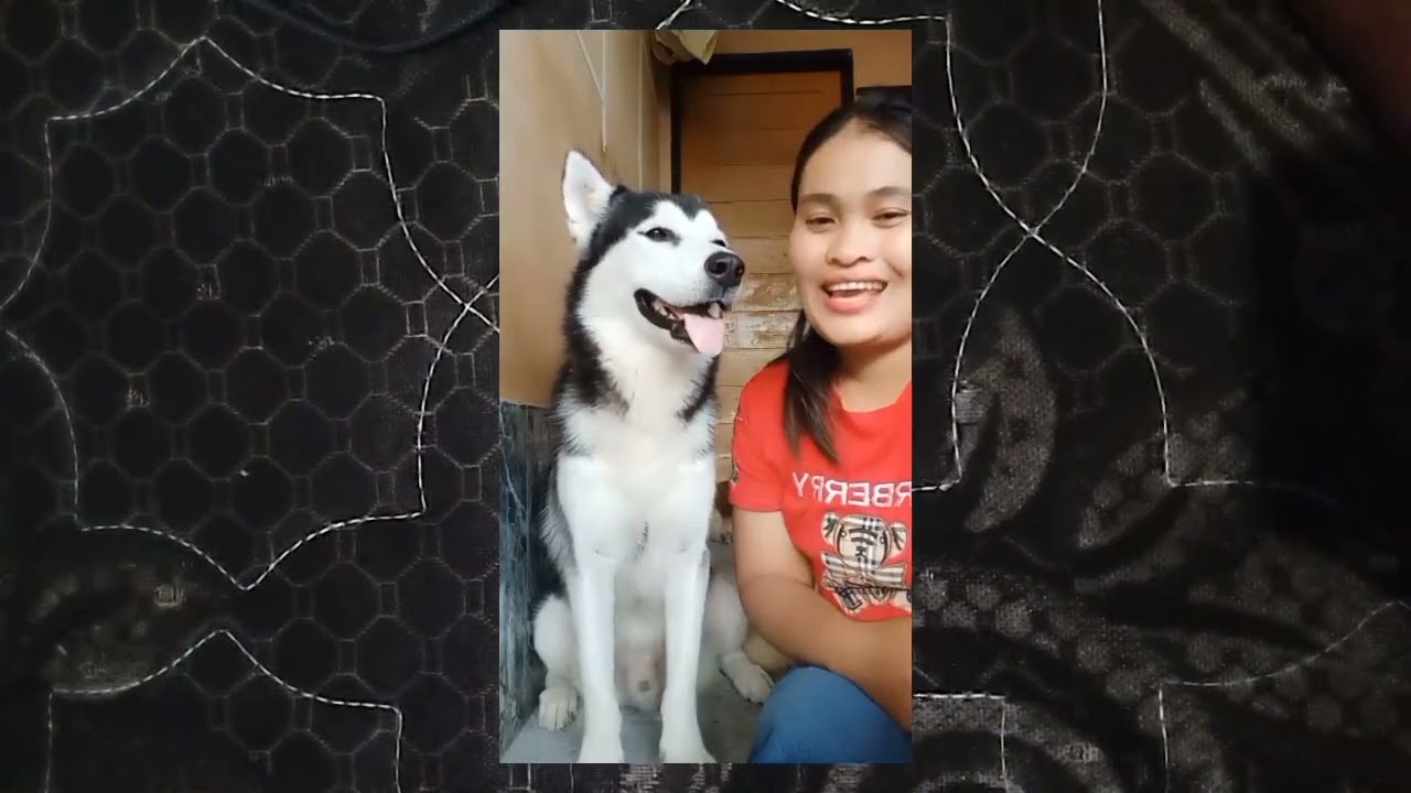 Pengurangan Max Juga Tau #anjingpemburu #anjinglucu #anjinglucu #comedy #husky #anjingterlatih #dog 