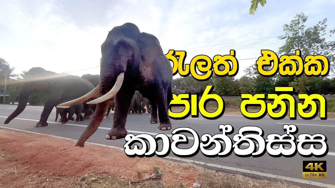 කාවන්තිස්සට වෙඩි තියලද? කොරගහන්නේ ! tallset tusker kawanthissa #tusker  #elephant #srilanka