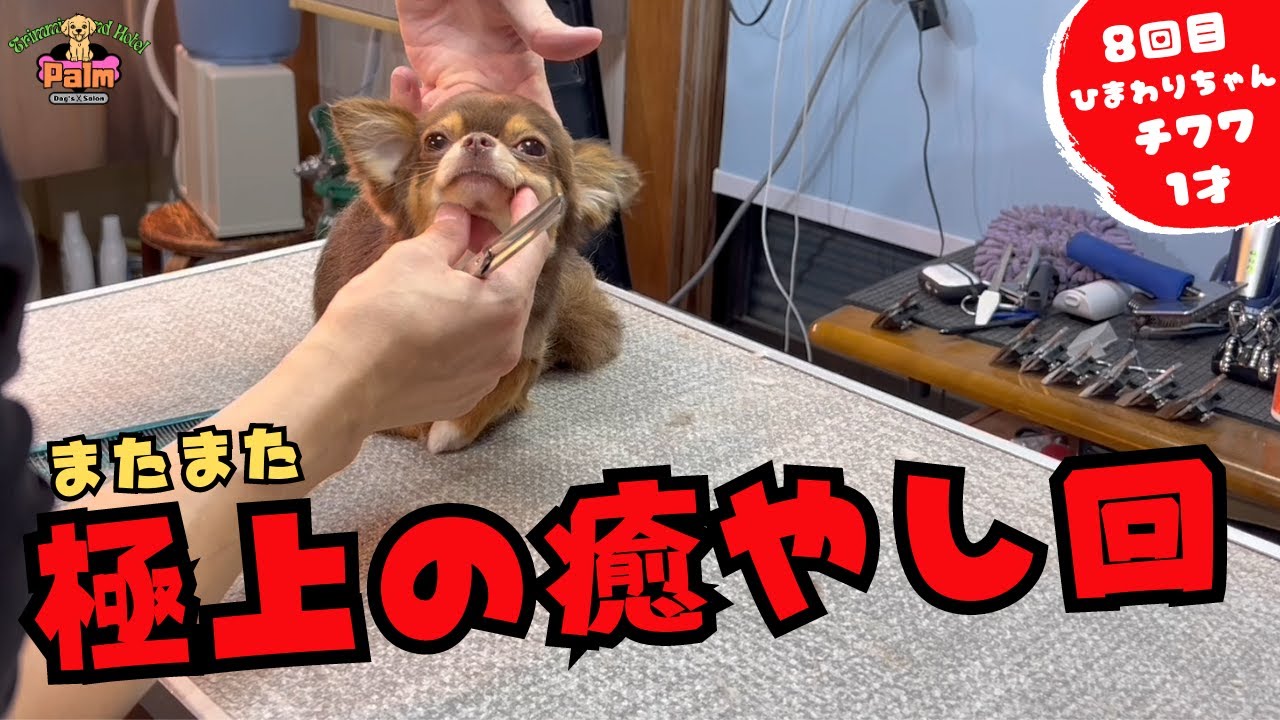 【癒やしの子犬トリミング】極小チワワのトリミング！！