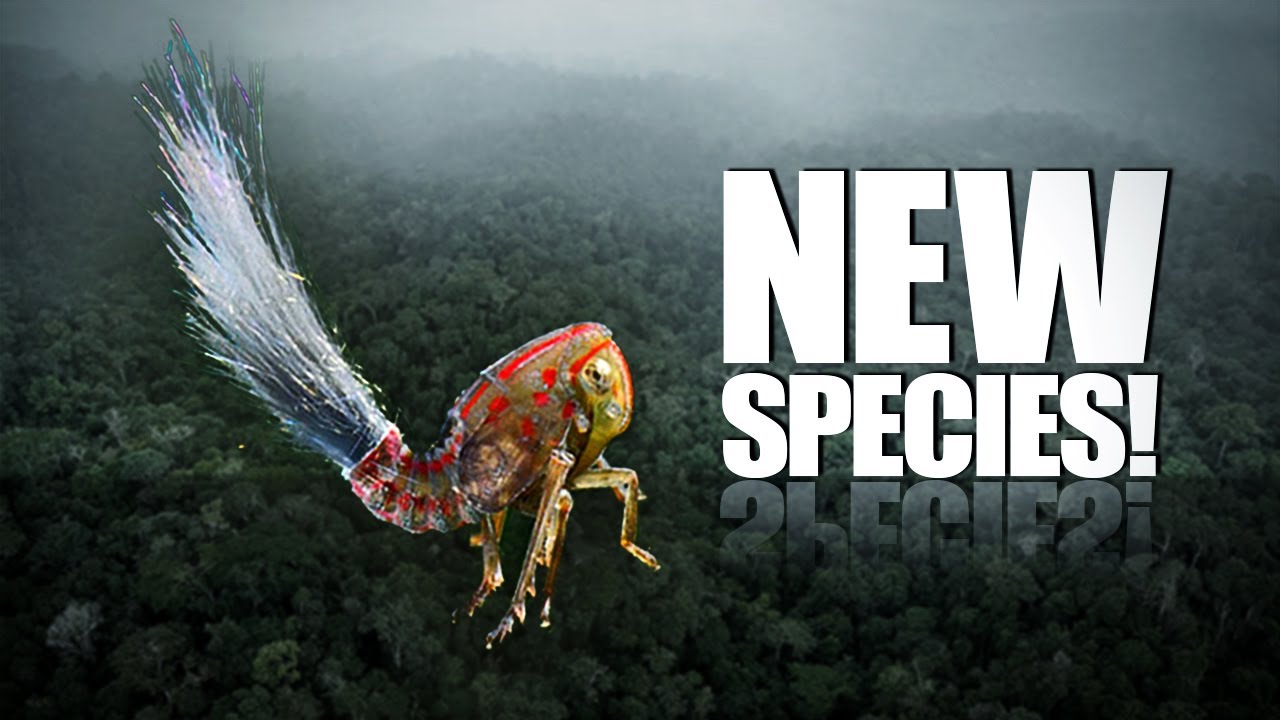 60 New Species Discovered!!