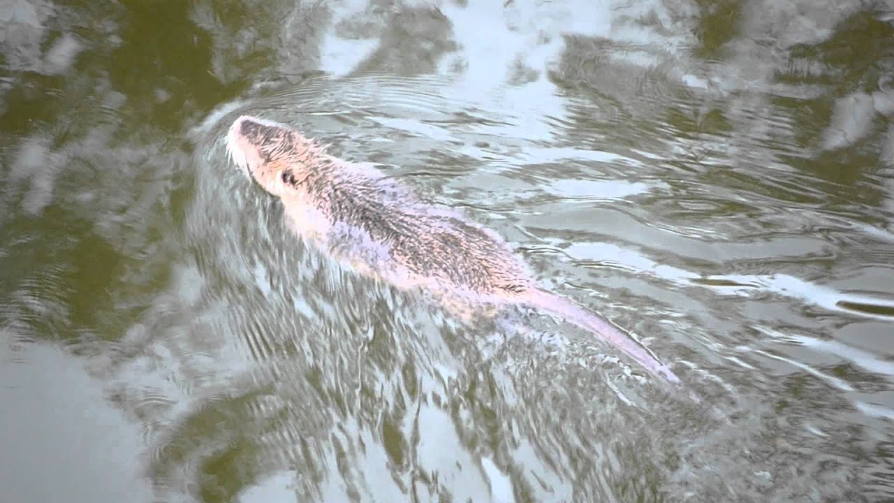 Huge Water Rat Swimming - Large Nutria in Texas