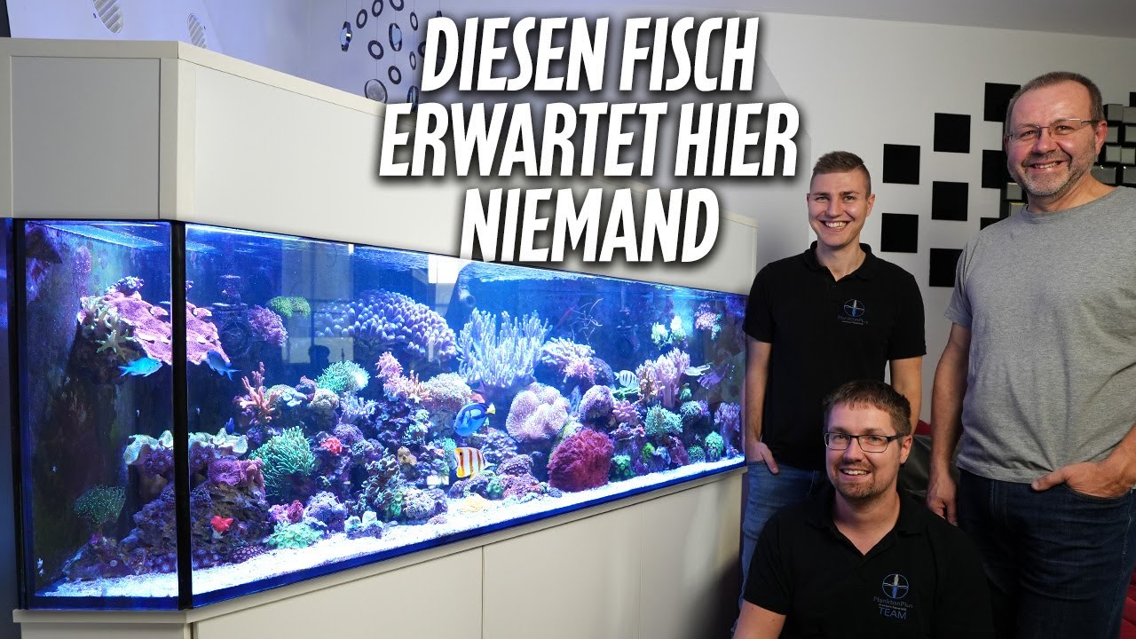 Armins Eckaquarium mit MURÄNE! - PlanktonPlus Aquaristik